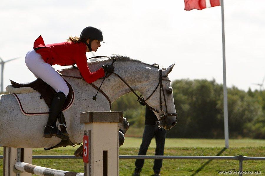 Dansk Varmblod Møgelbjerg's Carreras - LA1* MBRK billede 11