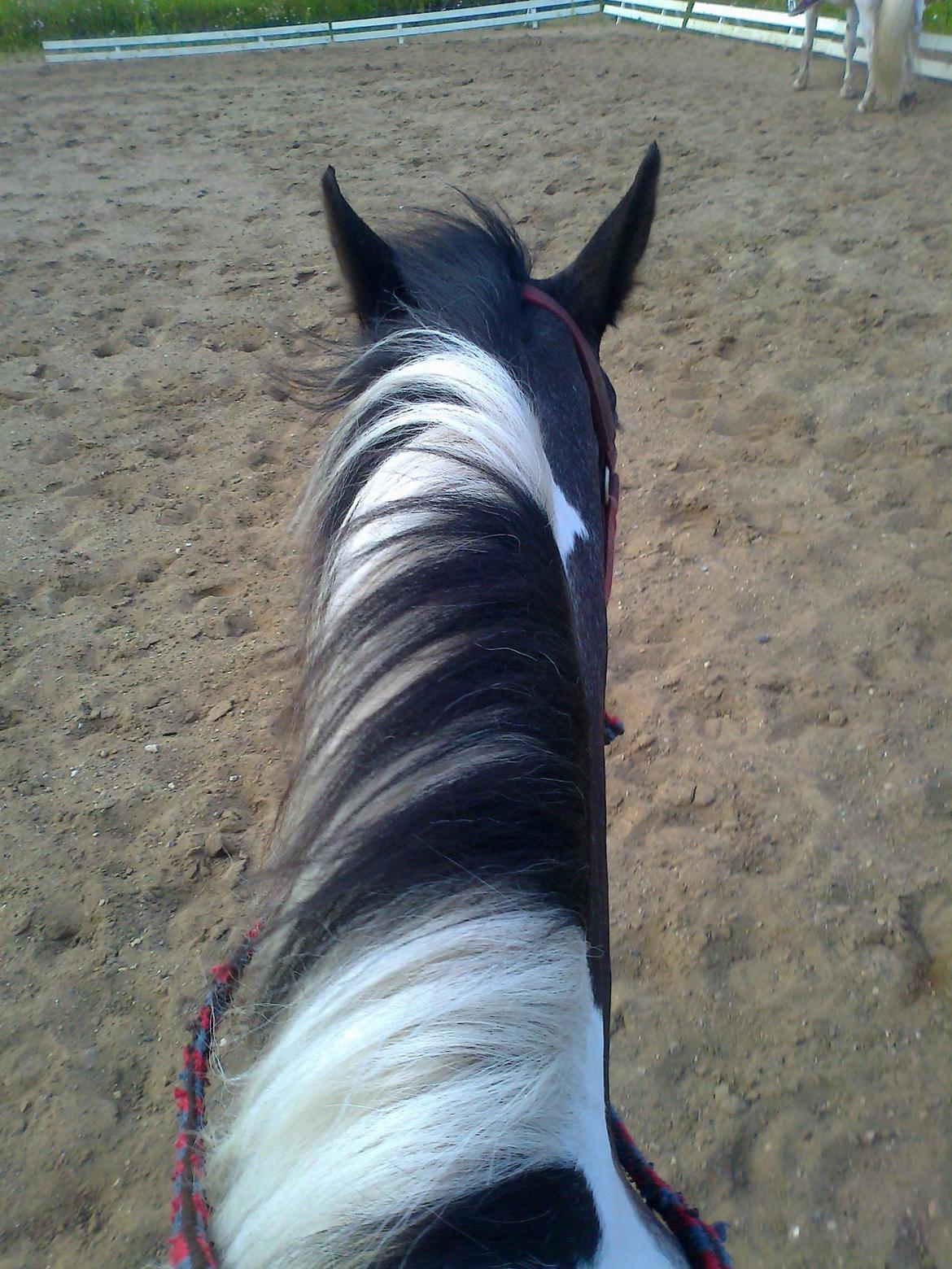 Anden særlig race Wictoria af Bakkebo billede 4