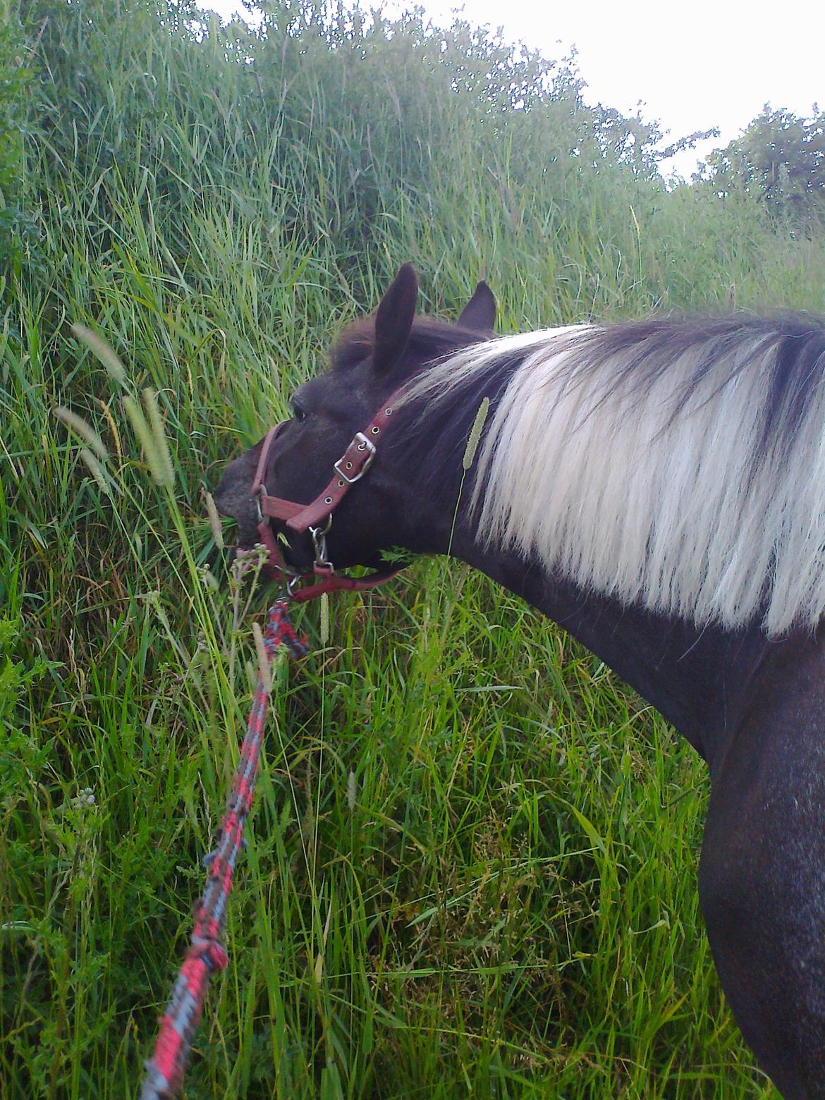 Anden særlig race Wictoria af Bakkebo billede 5