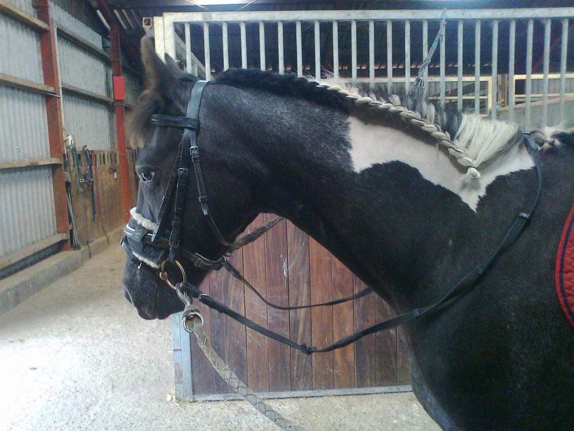 Anden særlig race Wictoria af Bakkebo billede 6