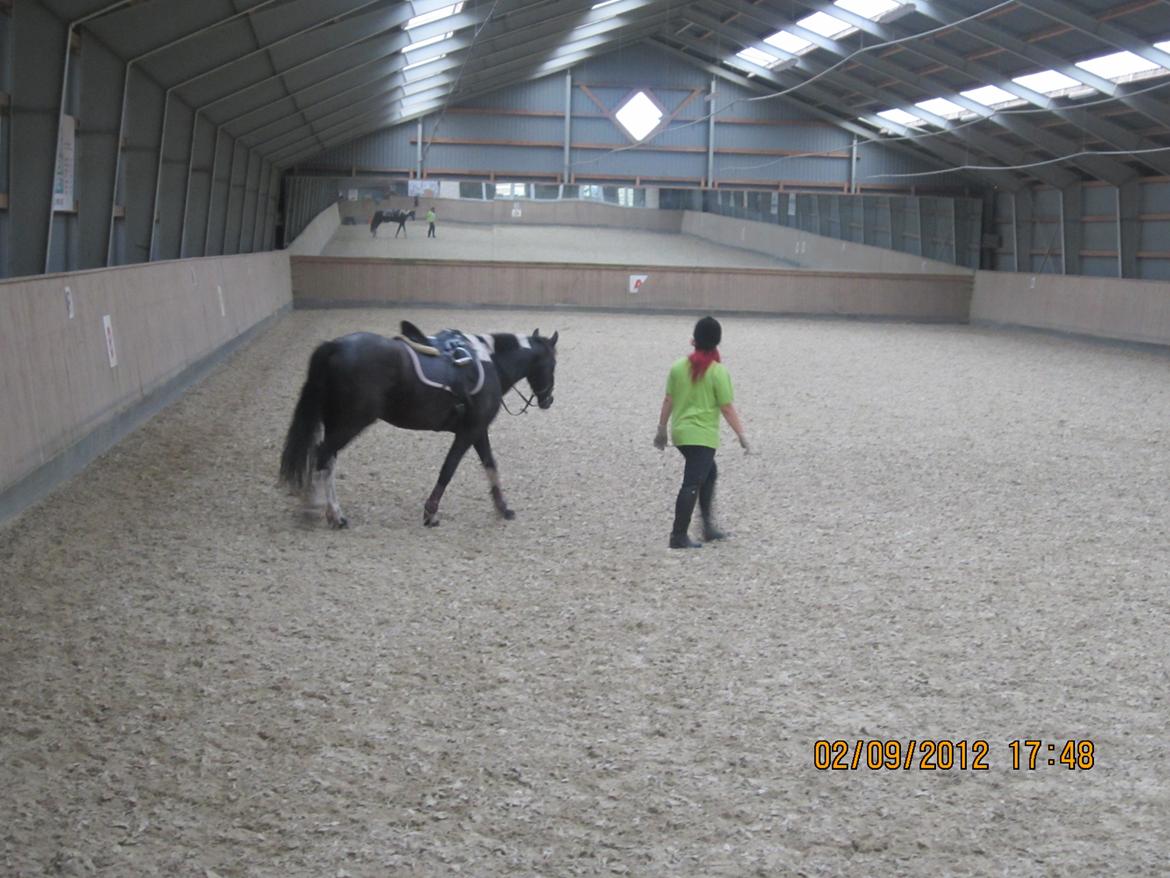 Anden særlig race Wictoria af Bakkebo billede 7