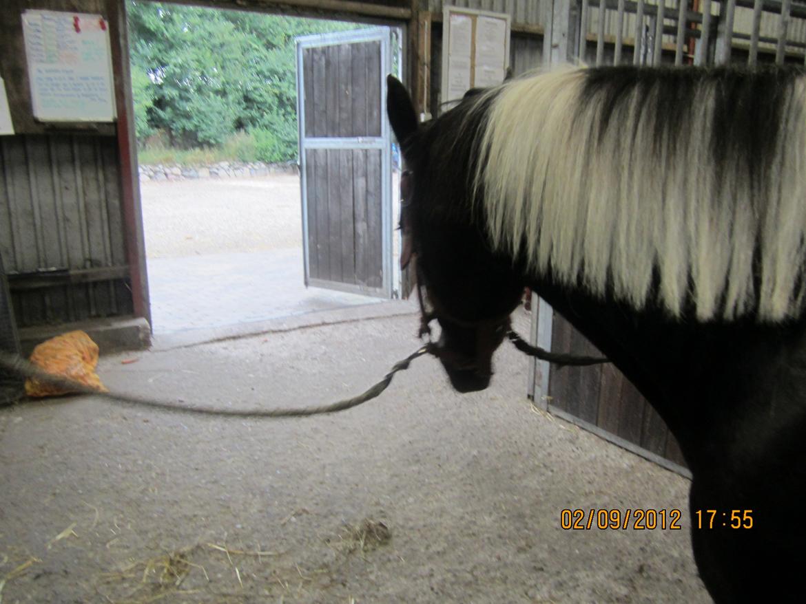 Anden særlig race Wictoria af Bakkebo billede 8