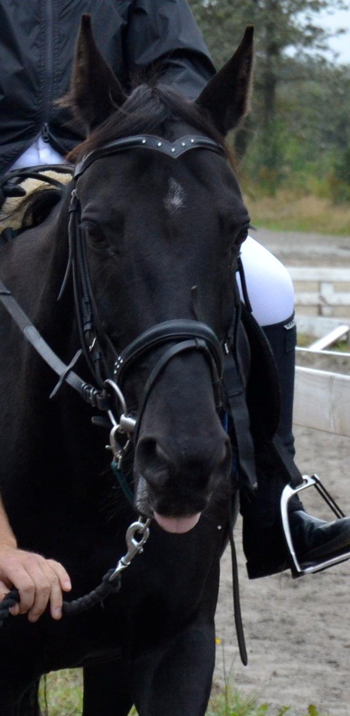 Anden særlig race Meatball - Verdens smukkeste ponse<3 billede 5