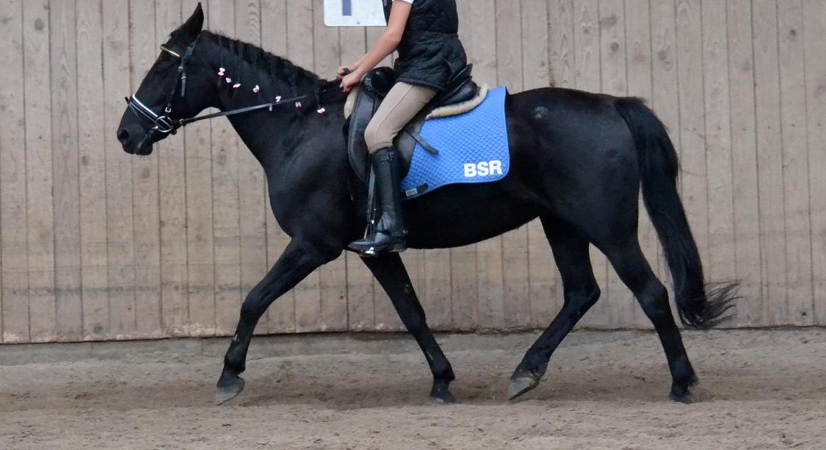 Anden særlig race Meatball - Ikke mig der rider!! billede 8