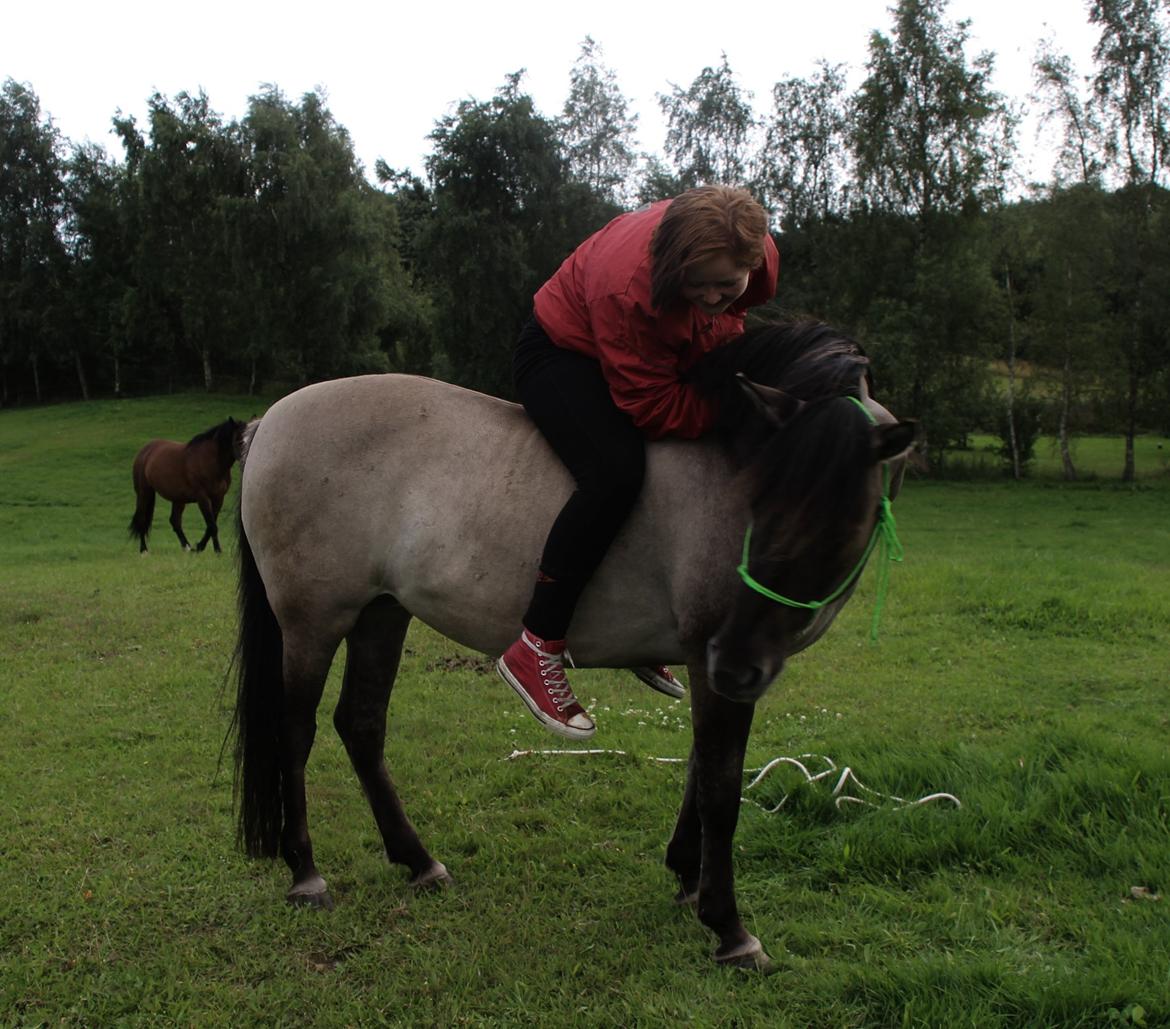 Konik Polski Tora R.I.P My ANGLE! billede 17