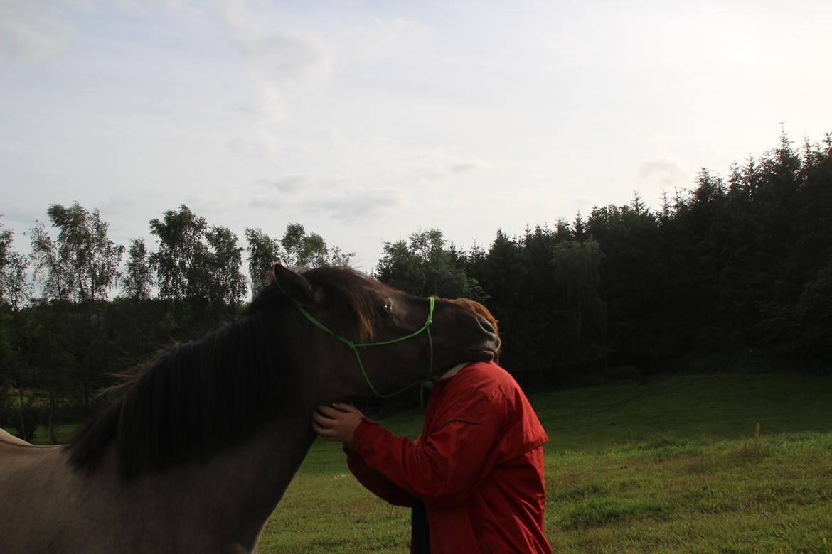 Konik Polski Tora R.I.P My ANGLE! billede 19