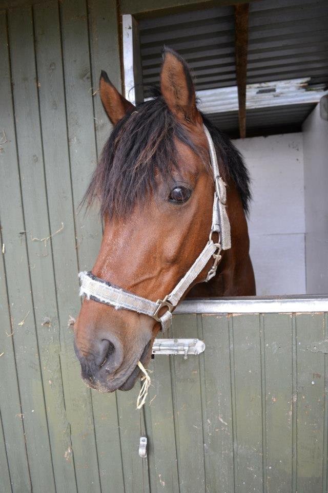 Welsh Partbred (Sec F) Got2Bee billede 14