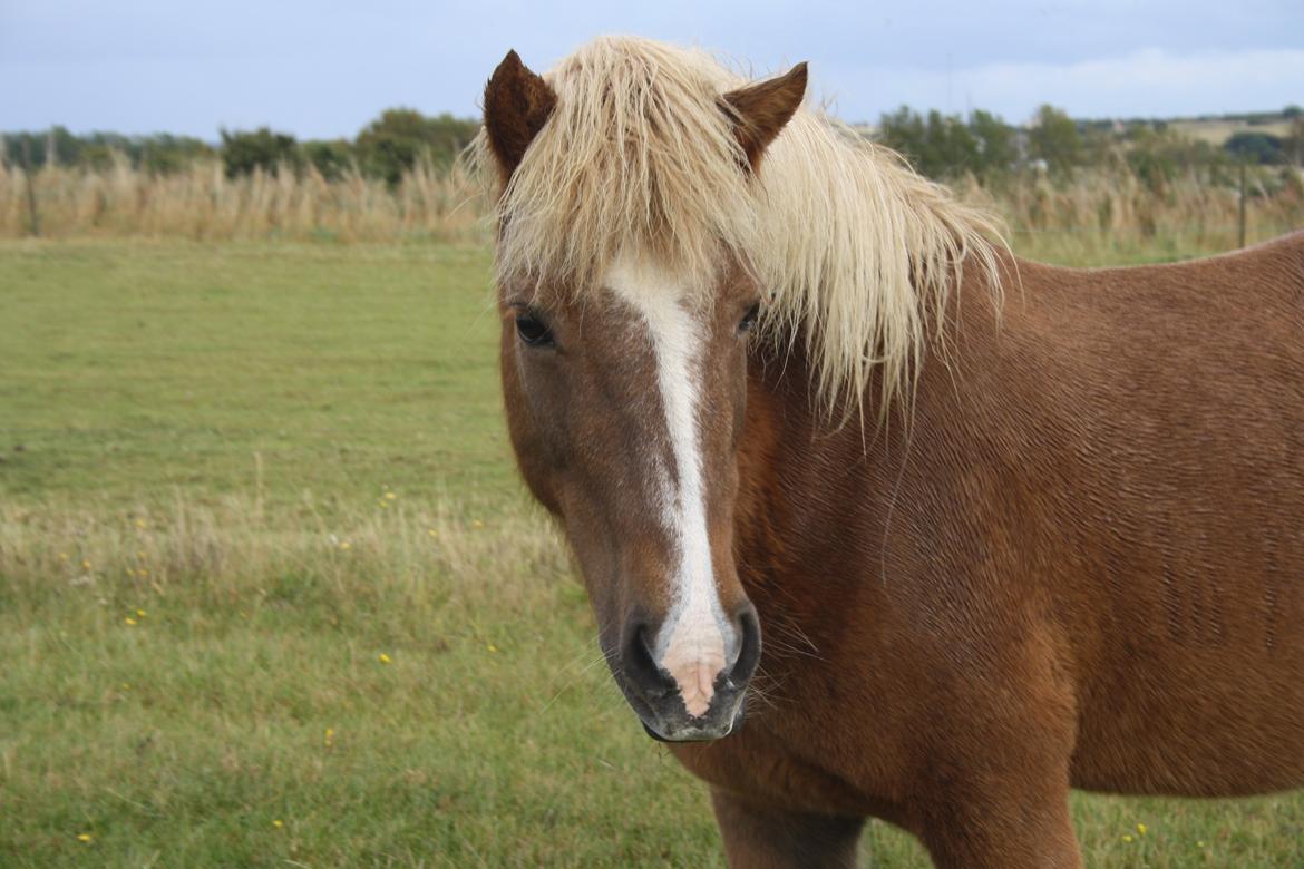 Islænder Hekla fra Ryethøj billede 5