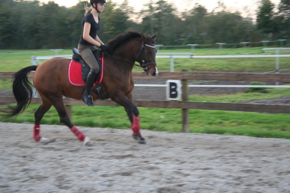 New Forest Starlight billede 14