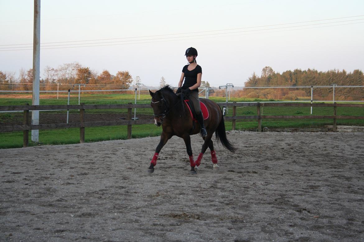 New Forest Starlight billede 16