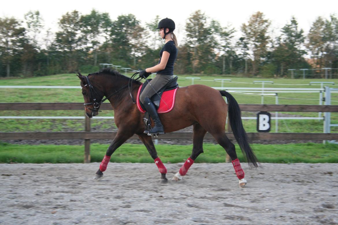 New Forest Starlight billede 15