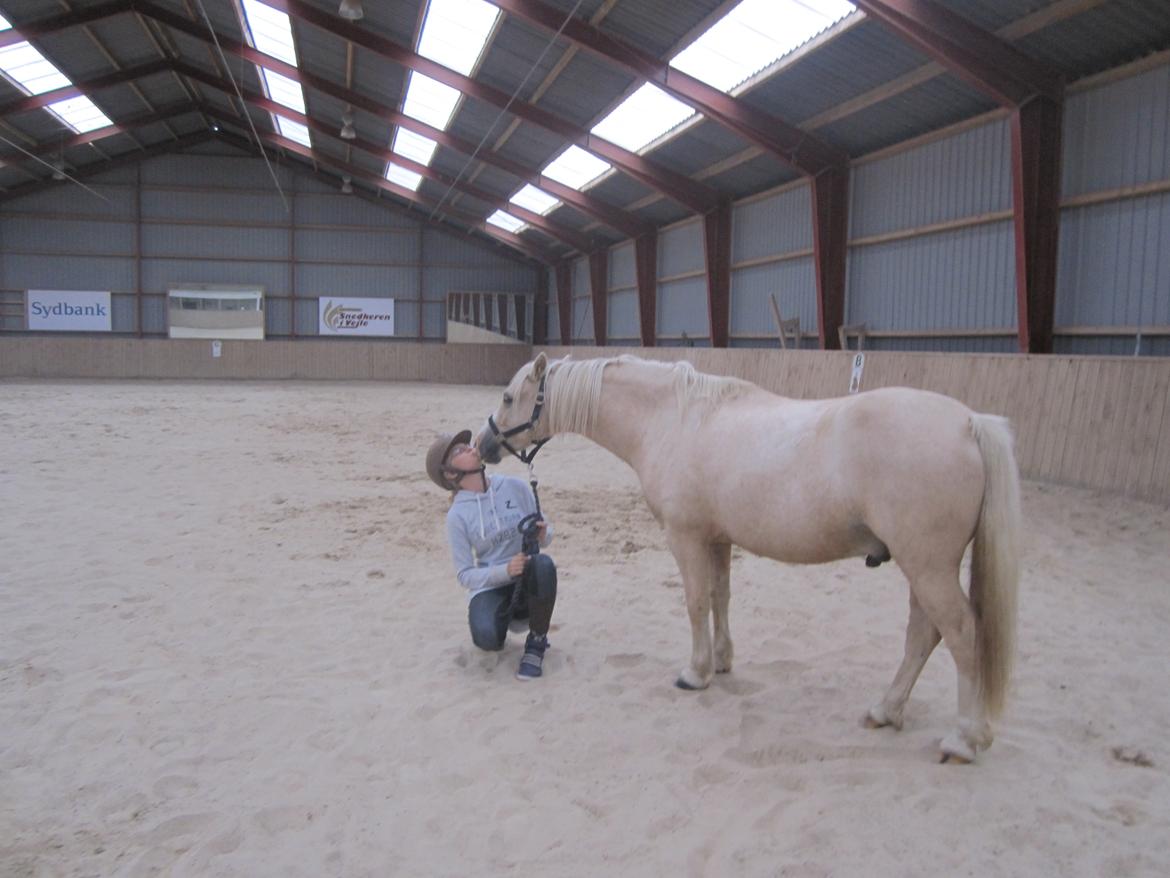 Welsh Pony (sec B) Sundance - jeg elsker dig <3 billede 5