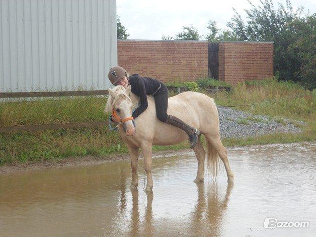 Welsh Pony (sec B) Sundance - Os to foraltid <3 billede 6