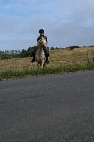 Welsh Pony (sec B) Sundance - På tur. billede 7