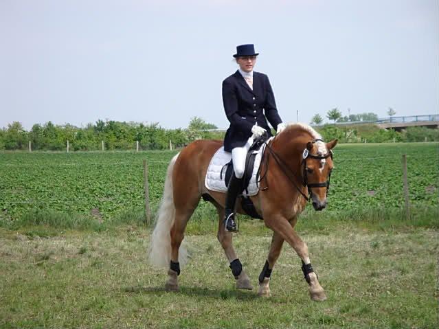 Haflinger Mirabell - Mirabell's far. utrolig flot hingst. billede 19