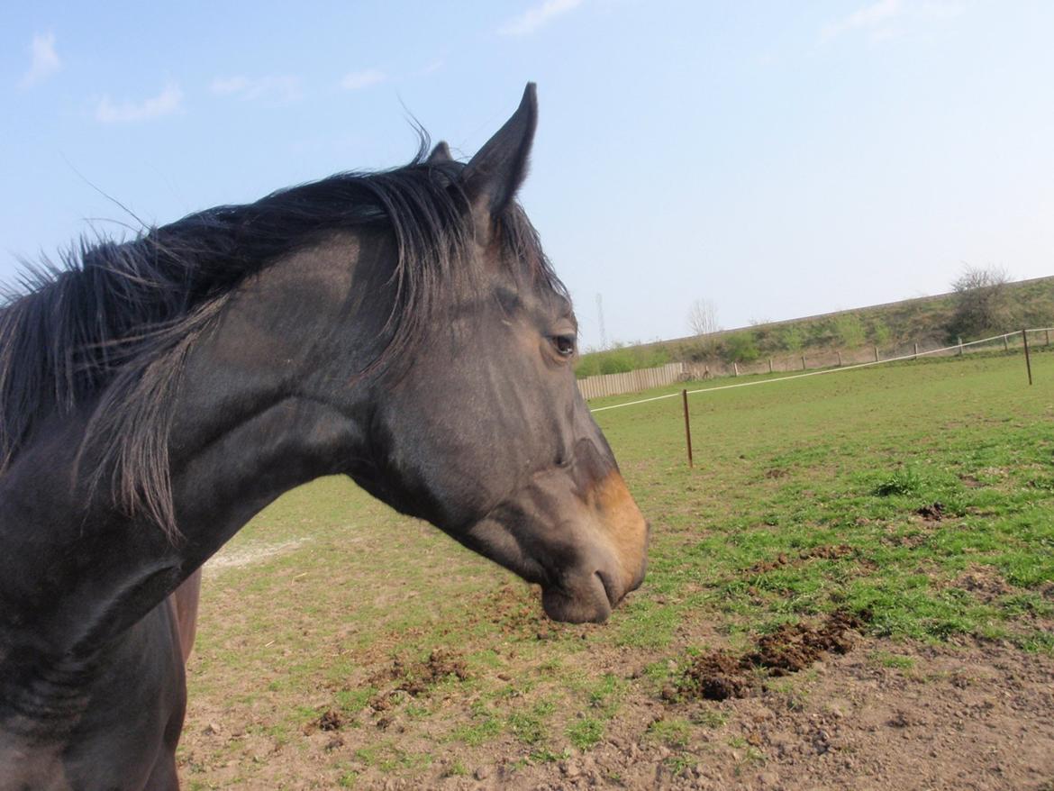 Dansk Varmblod Vixen - der sker noget
 billede 2