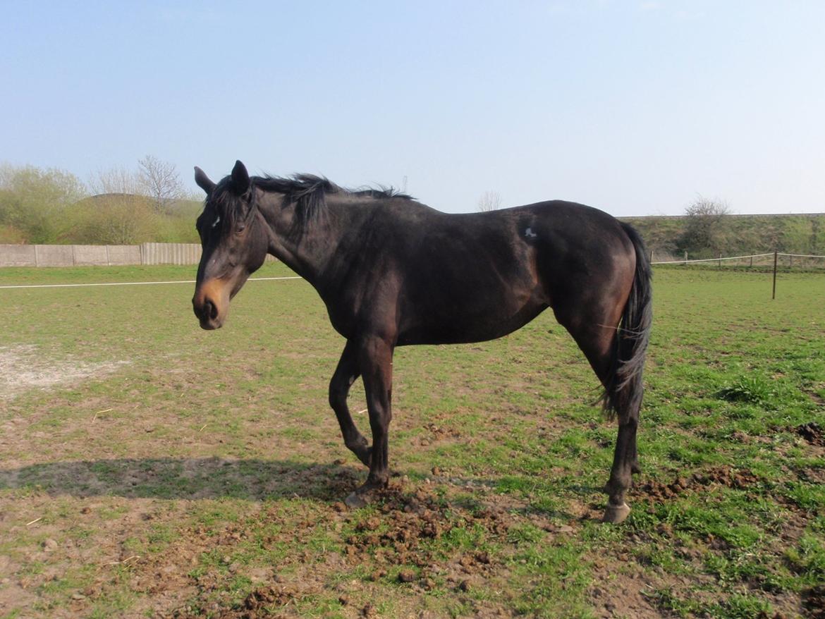 Dansk Varmblod Vixen - Vixen kiger og tenker.
Hvad laver du billede 3