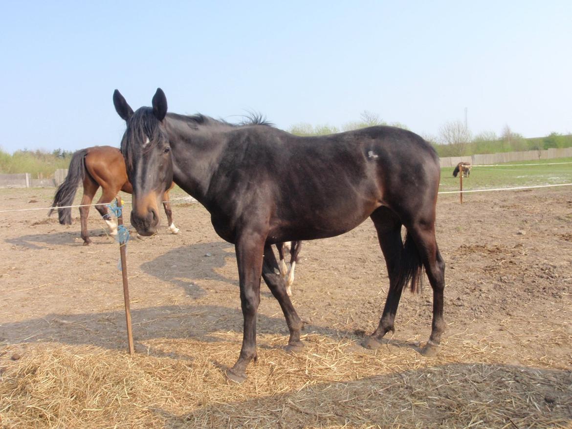 Dansk Varmblod Vixen - Hej er jeg ikke fin billede 4