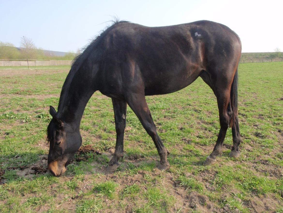 Dansk Varmblod Vixen billede 5