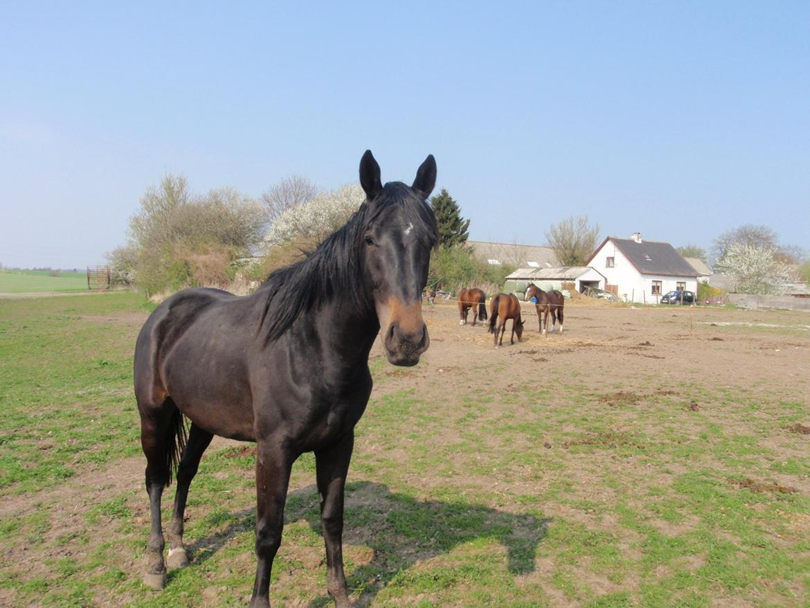 Dansk Varmblod Vixen - Farvel billede 7