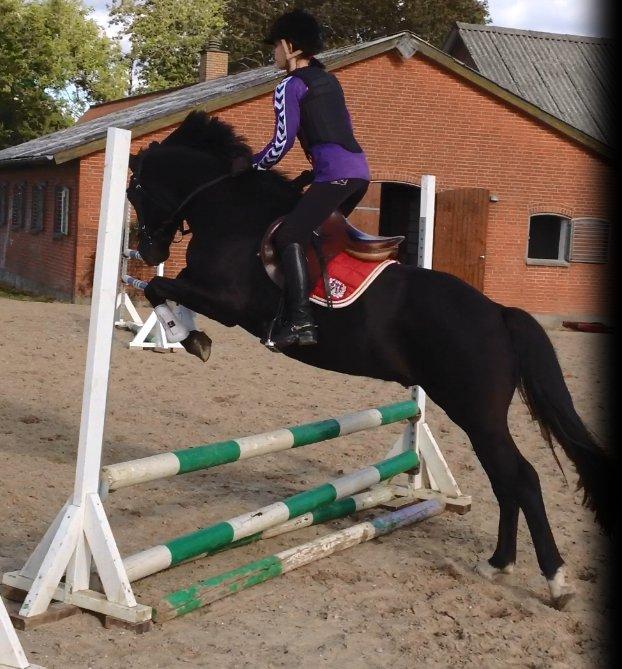 New Forest Svennebjergs Skyward - Første gang han rigtigt springer!! billede 19