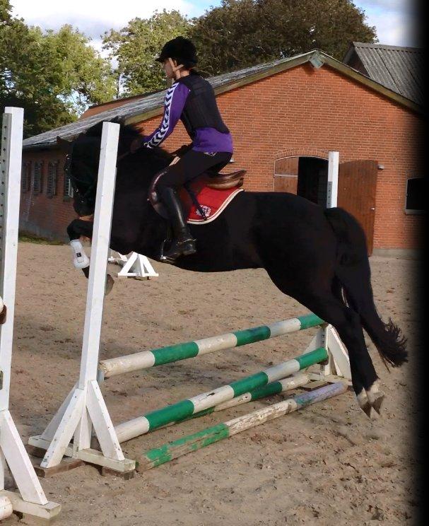 New Forest Svennebjergs Skyward billede 20