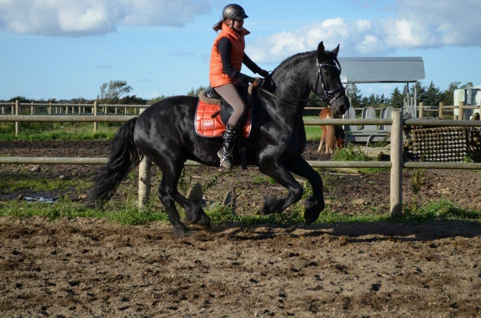 Frieser Hotse Fan It Hiem billede 5