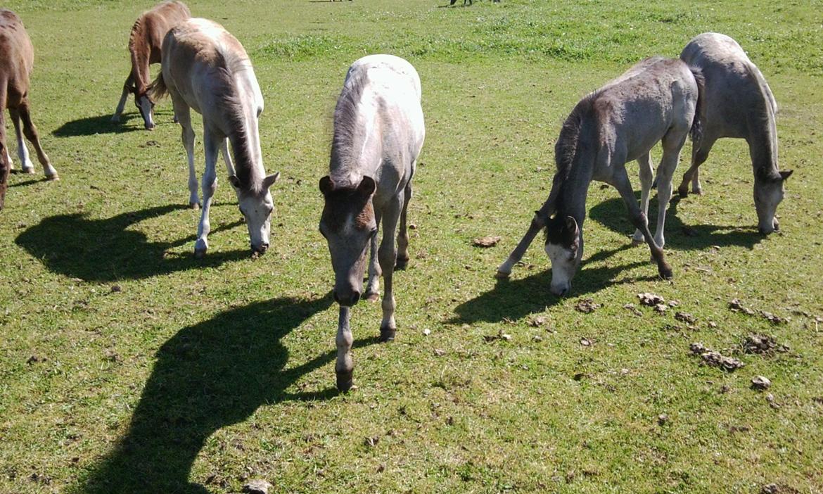 Welsh Pony (sec B) Bjerregårds May Flower - Hygger med vennerne<3 billede 16