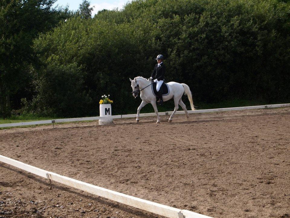 Anden særlig race Toby billede 3