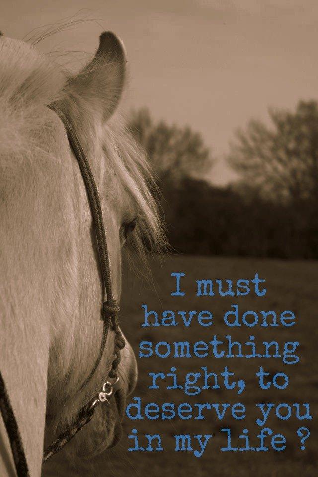 Fjordhest Desirée Vinstrup - <3 billede 4