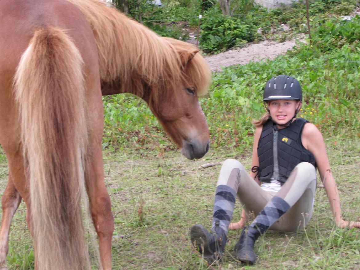 Islænder Tjalfe - Hov hvorfor ligger du der?
- Tjalfe billede 10