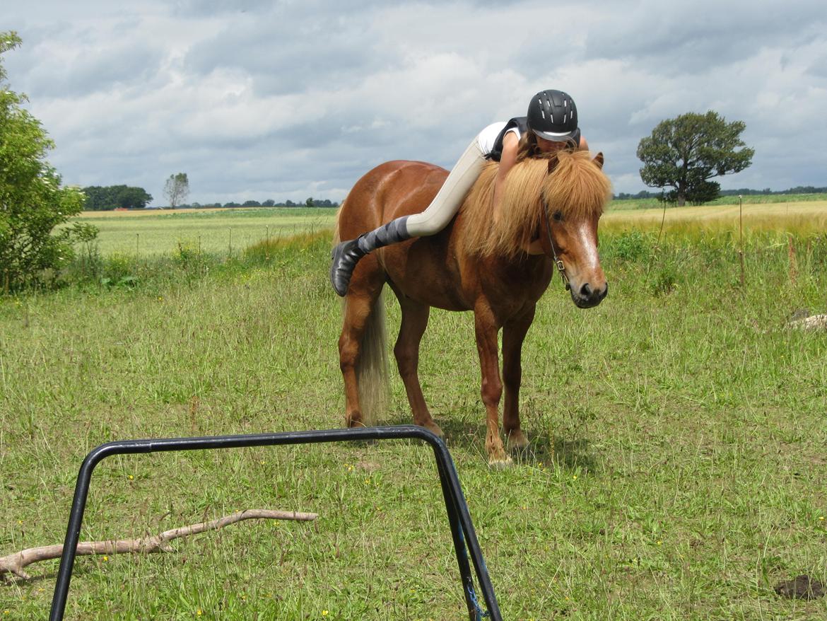 Islænder Tjalfe - Dejlige Tjalfe dyr:) billede 11