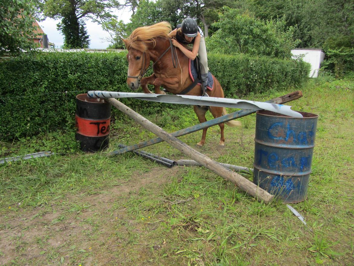 Islænder Tjalfe - Flyver over 1 meter! Og ja vi klarede den:)  billede 12