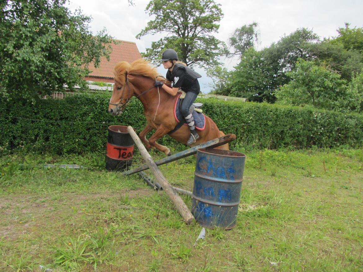 Islænder Tjalfe billede 13