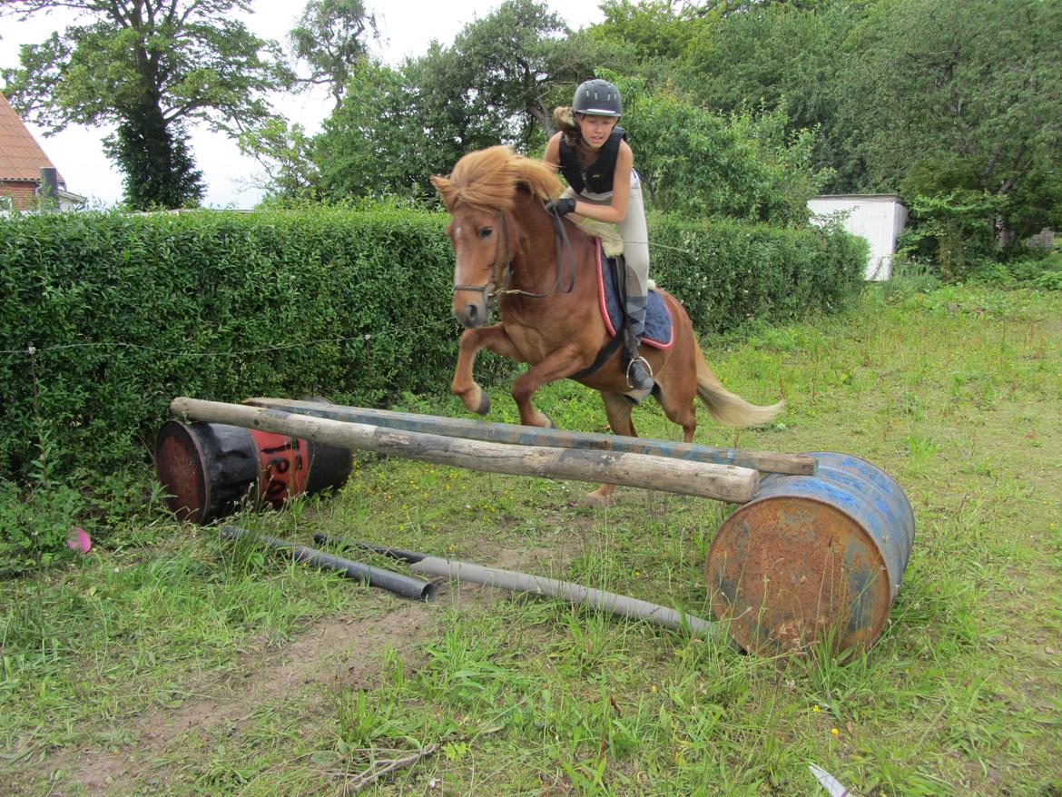 Islænder Tjalfe billede 14