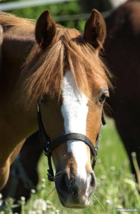 DSP HORSMARKS DIVA DUCHESS - SOLGT! - Prinsessen :-* billede 10