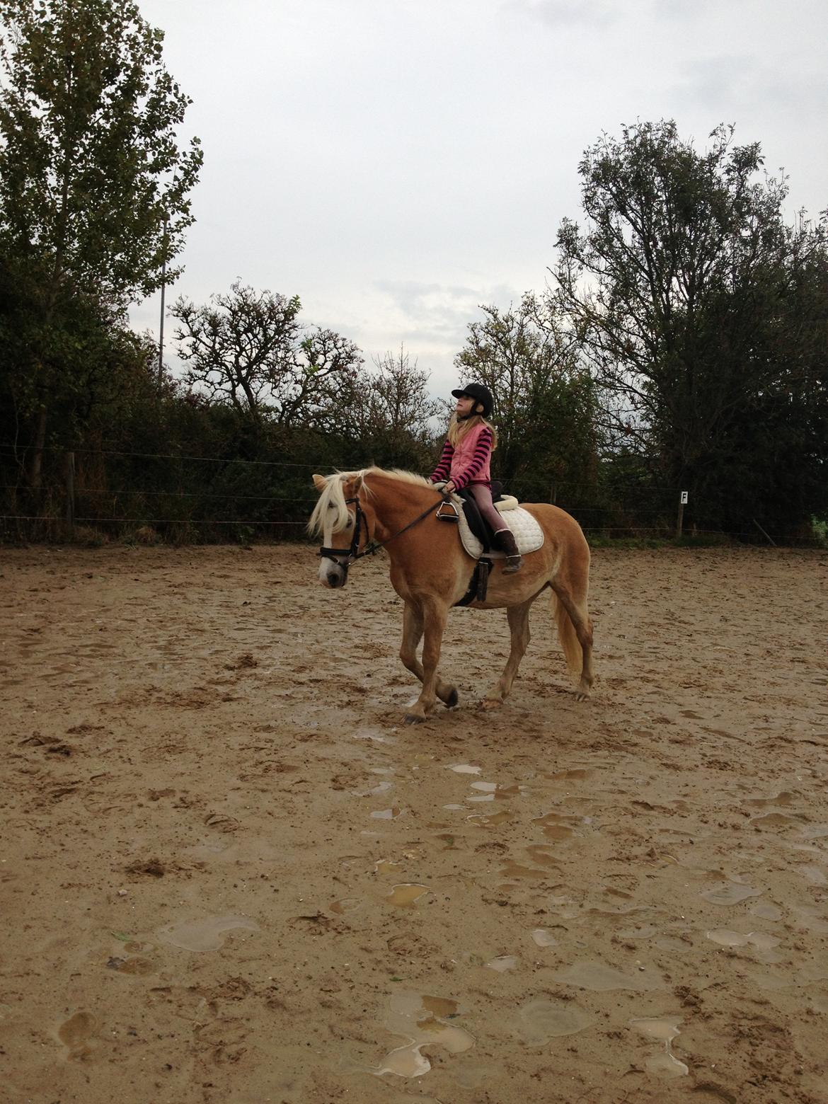 Haflinger Pasja - M rider Pasja  billede 19