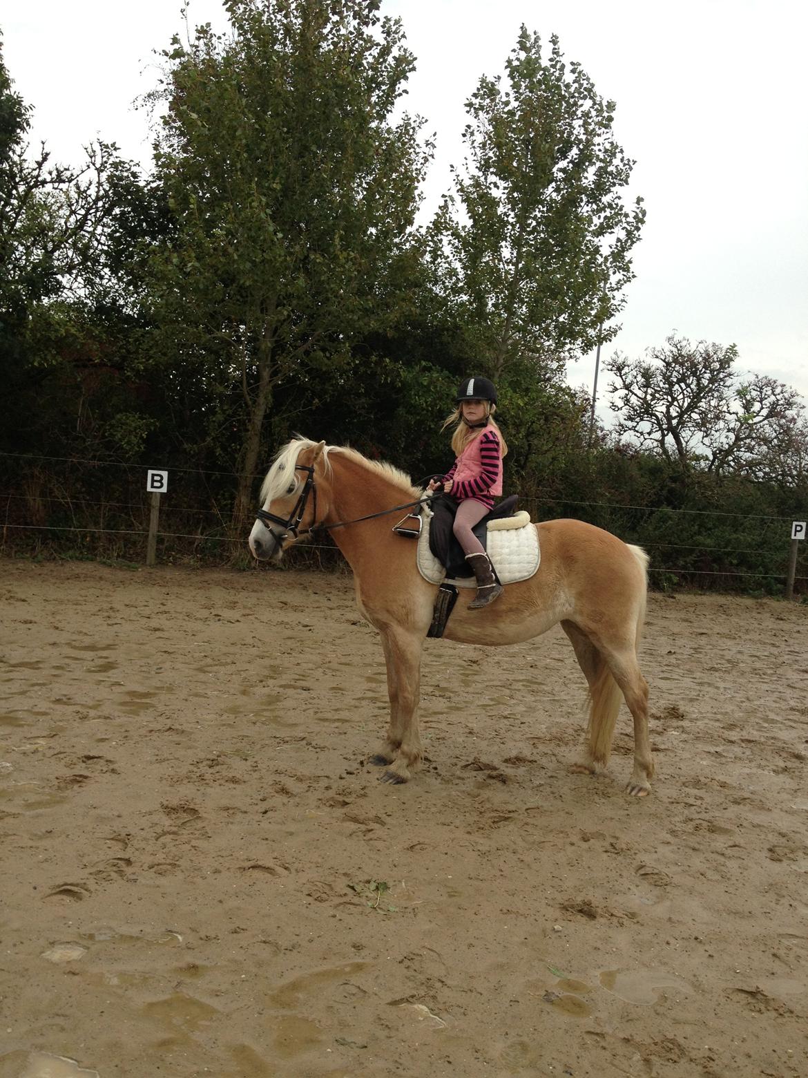 Haflinger Pasja - man vokser vel til ? billede 20