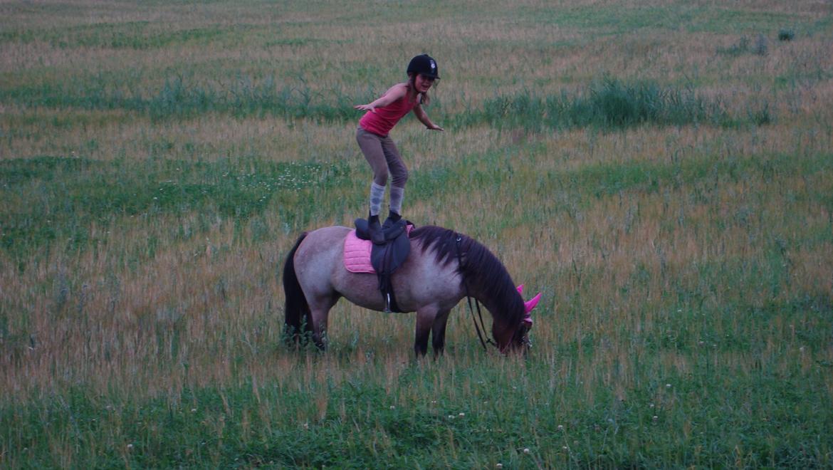 Anden særlig race Hedins anna-bella (solgt) billede 20