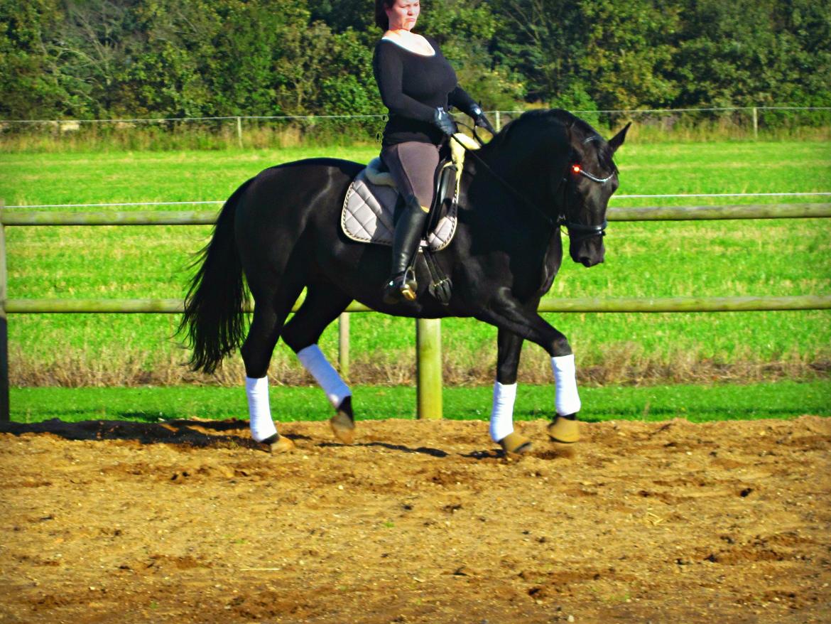 Oldenborg Mahal Noir billede 3