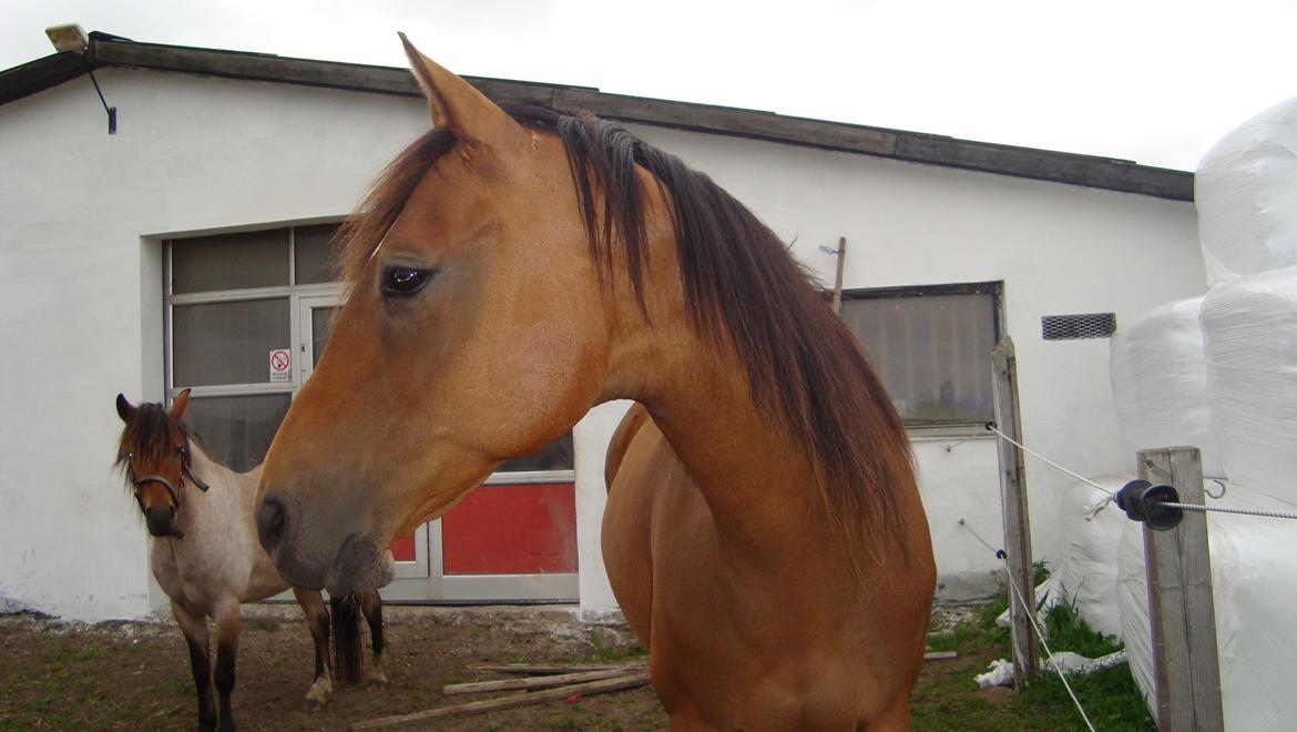 Dansk Varmblod Gladi billede 20