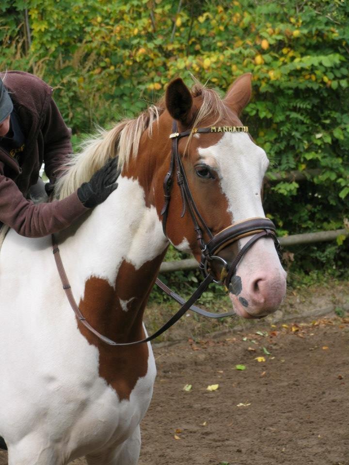 Pinto Svalegårdens Manhattan - Min baby og jeg til ponygames :-)) billede 9