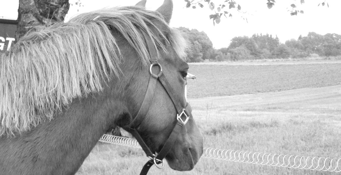 New Forest Flicka! <3 - Never look back.<3 billede 13