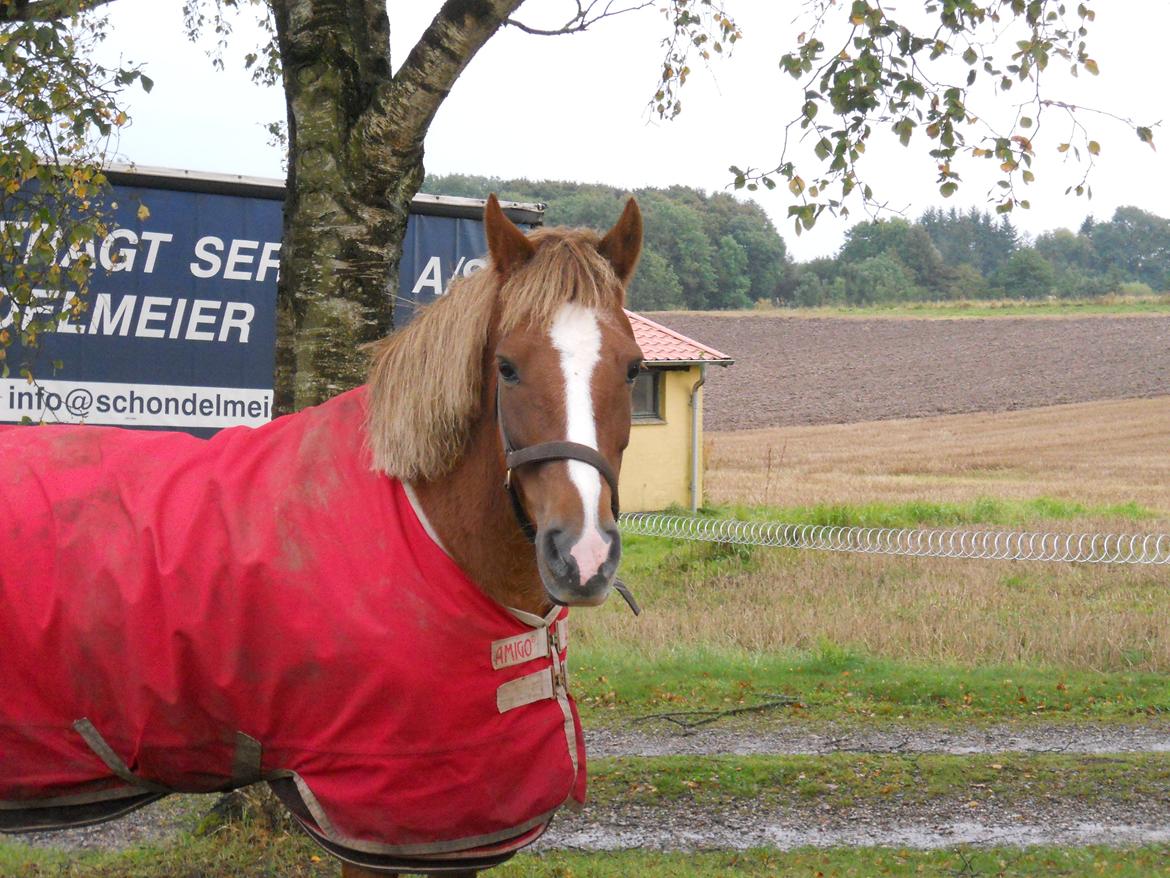 New Forest Flicka! <3 billede 6