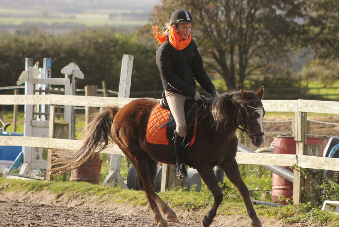 Welsh Pony (sec B) Stendyssens Sunshine - Dengang.. <3 
Jeg savner det, men er glad for det hele nu. Du vil altid være den bedste, og jeg elsker dig af hele mit hjerte, om jeg så rider dig, træner dig eller noget andet! <3 billede 20