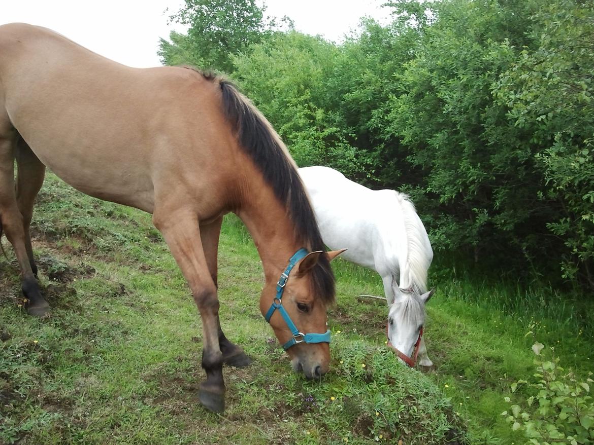 Anden særlig race Mon Chéri - Elsker at stå på skråningen og græsse billede 17