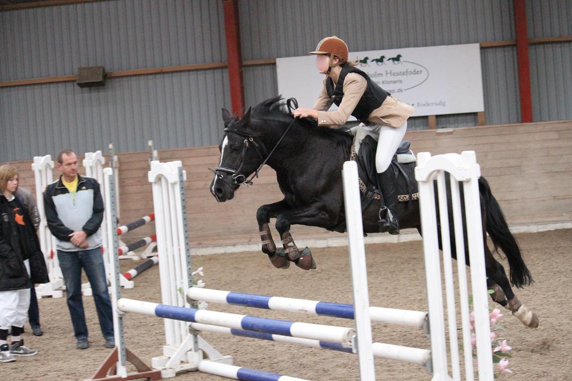 Anden særlig race Monty *Solgt* billede 3