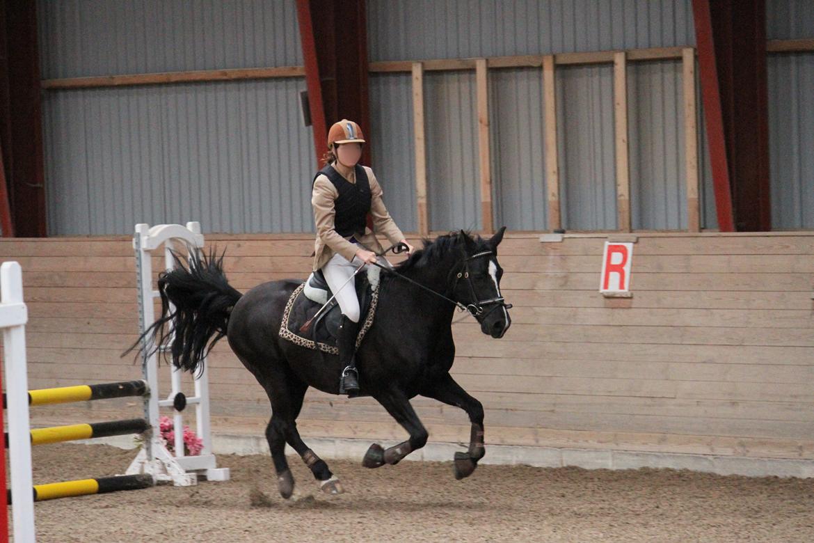 Anden særlig race Monty *Solgt* billede 6