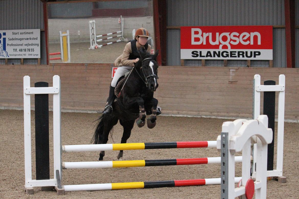 Anden særlig race Monty *Solgt* billede 7