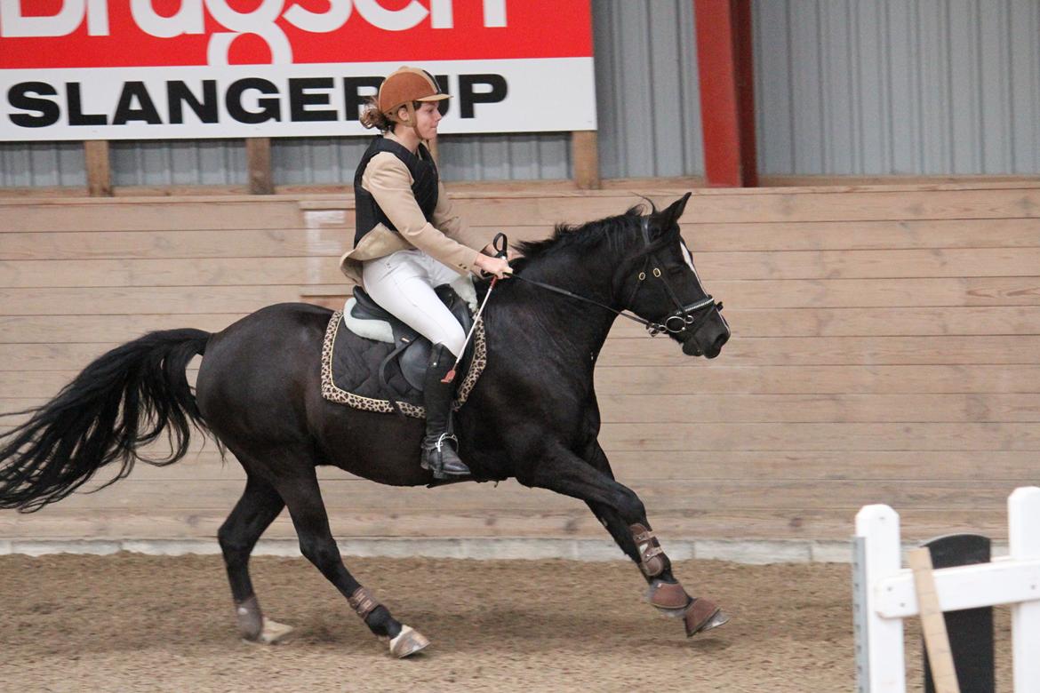 Anden særlig race Monty *Solgt* billede 10